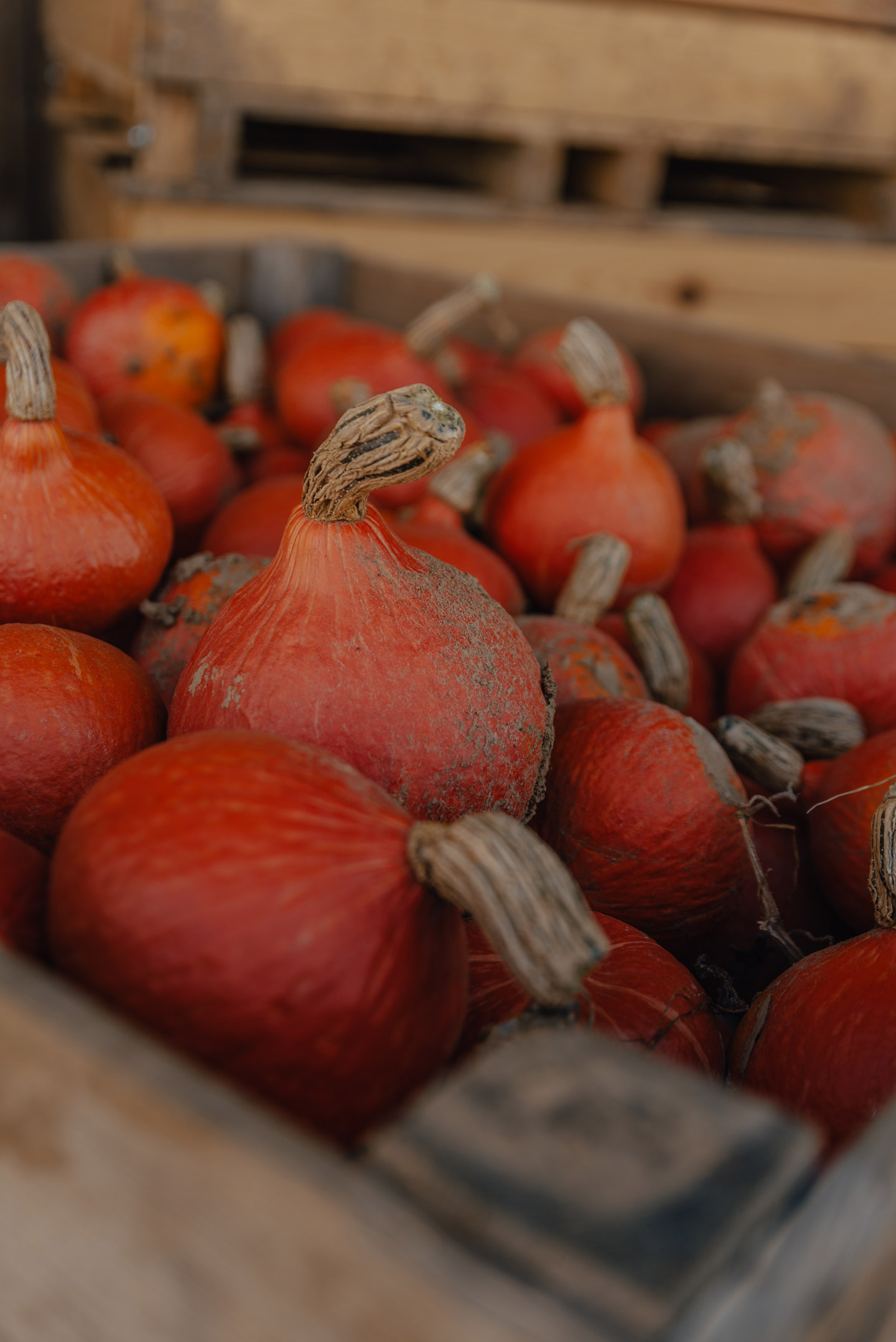 mode-and-the-city-ferme-du-logis-tradition-automne-30