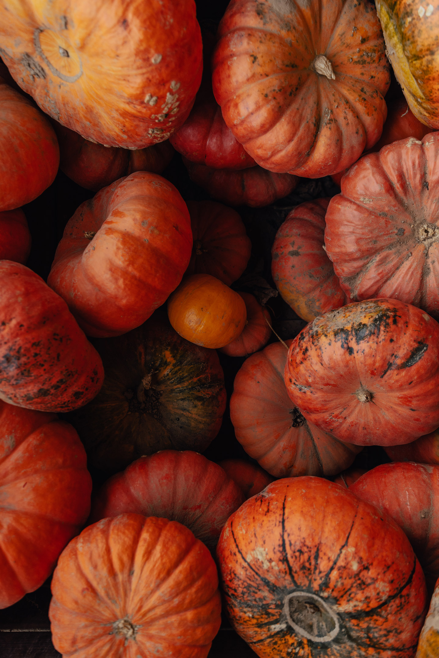mode-and-the-city-ferme-du-logis-tradition-automne-31